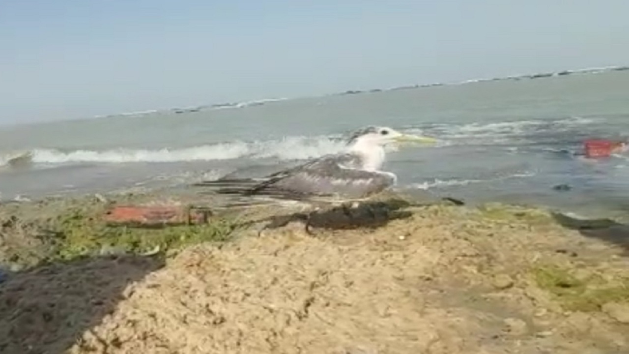 رهاسازی ١٨ قطعه لاکپشت و ۳ پرنده در بوشهر