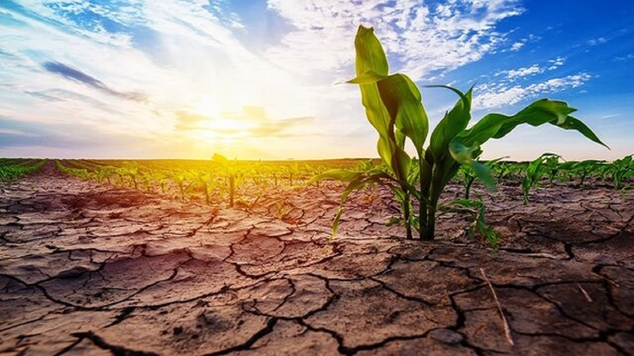 خسارت ۳۰۰ میلیارد تومانی خشکسالی به بخش زراعت