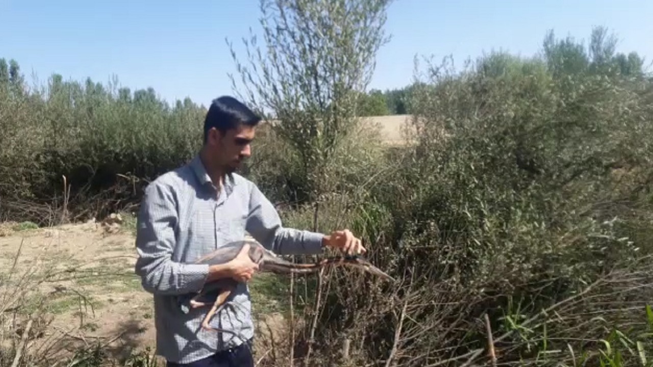 نجات و رهاسازی پرنده کمیاب حواصیل ارغوانی در نهاوند + فیلم