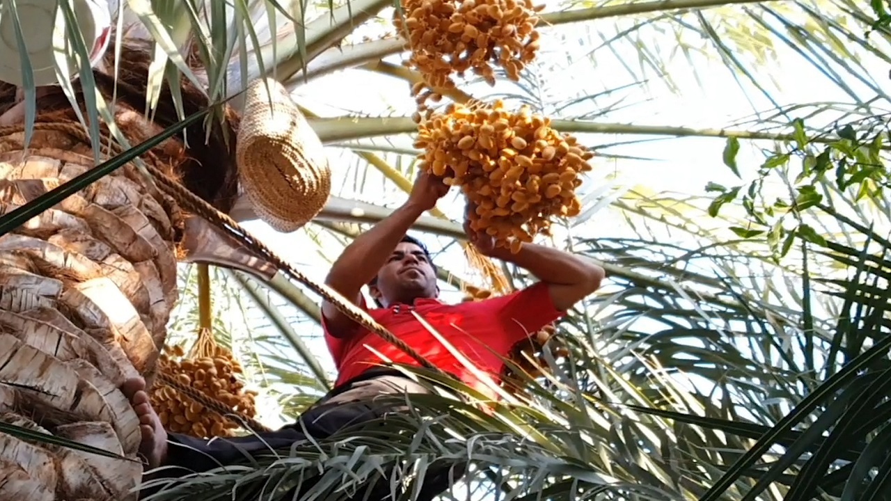آغاز برداشت میوه بهشتی در خوروبیابانک