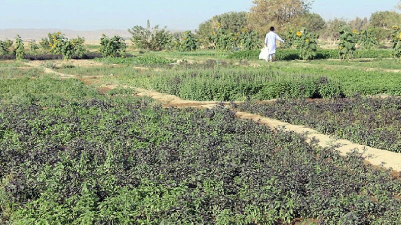 ۳۵۰ هکتار از مزارع فنوج به کشت صیفی‌جات خارج از فصل اختصاص یافت