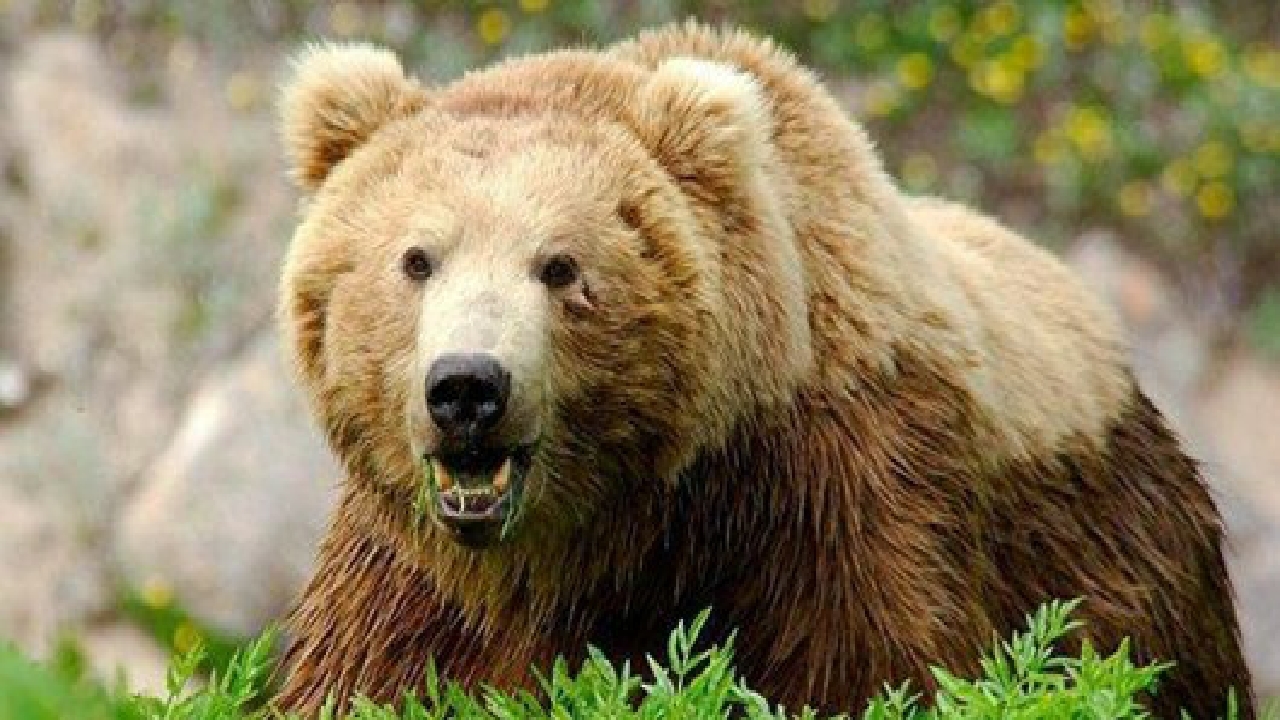 لحظه انتقال لاشه يک قلاده خرس قهوه ای+ فیلم