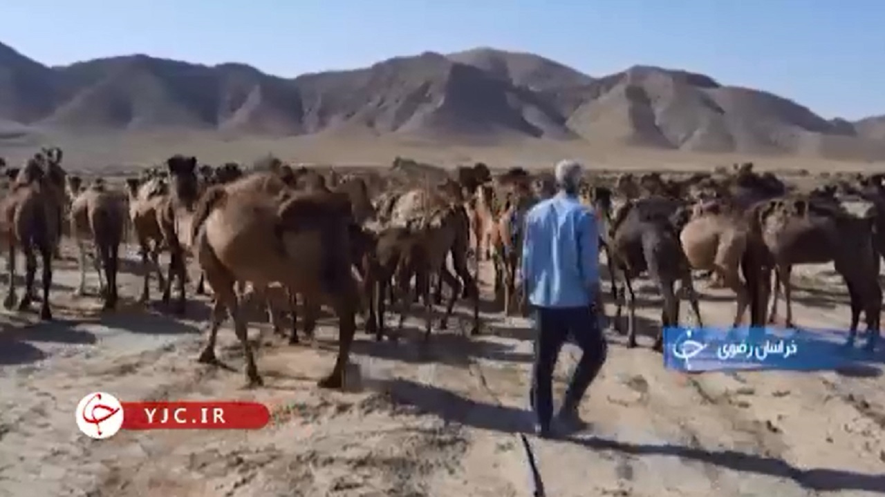 تجارتی سودآور در دل کویر+فیلم