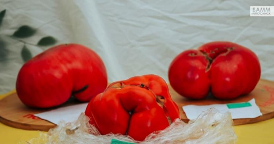 گوجه فرنگی