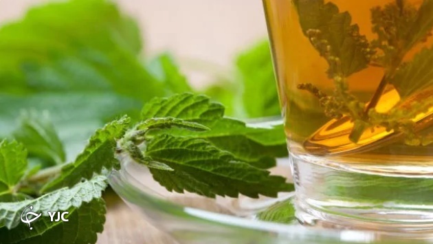 چای گزنه