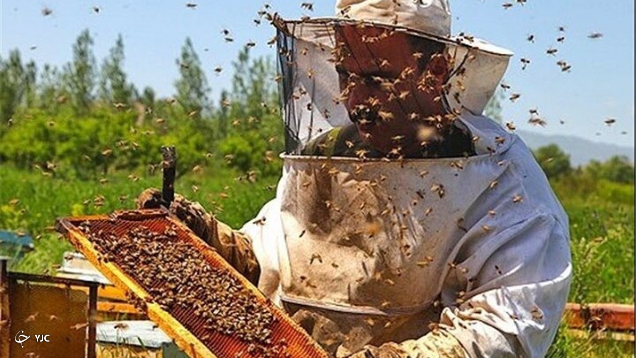 بیش از ۶۰۰تن عسل در چالدران تولید می‌شود