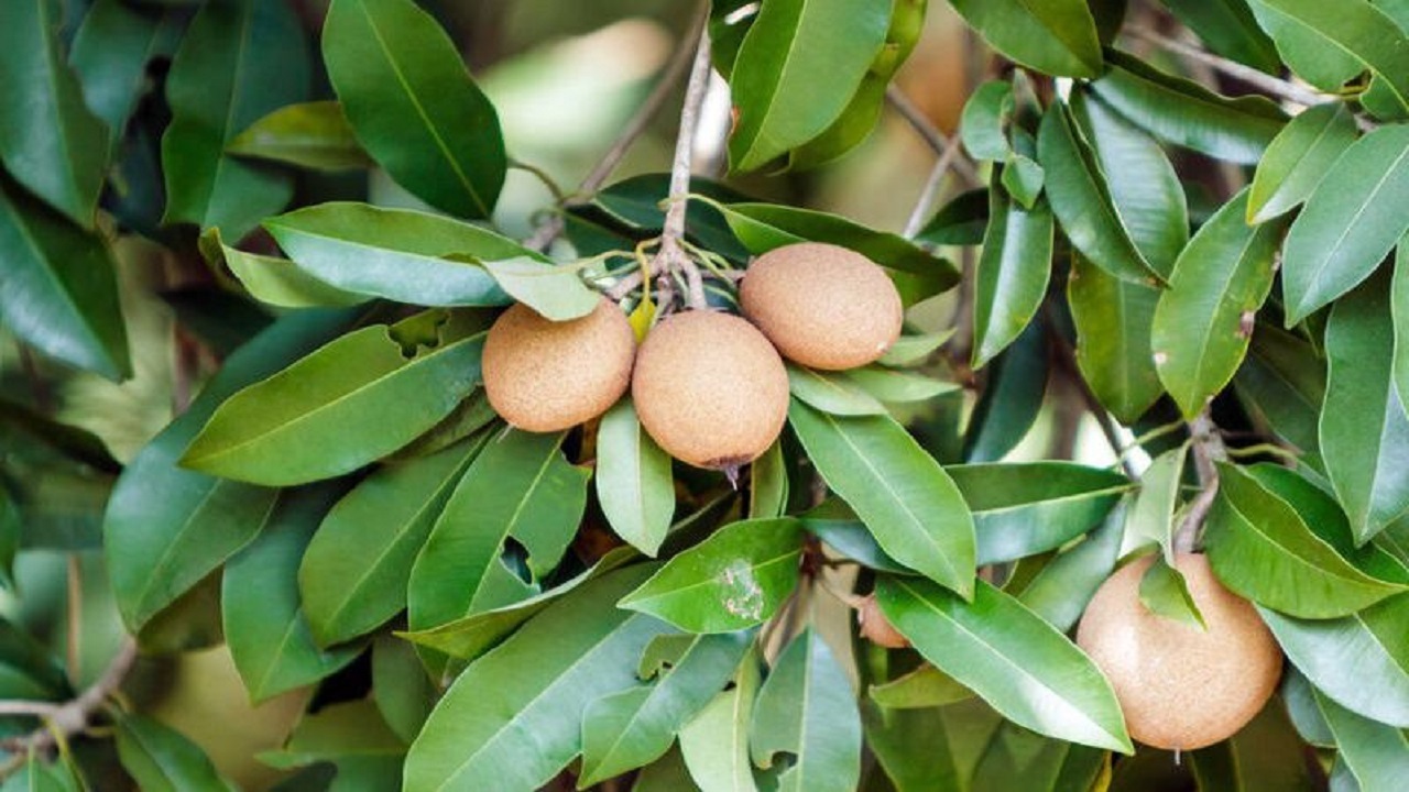 برداشت  چیکو در سیستان و بلوچستان
