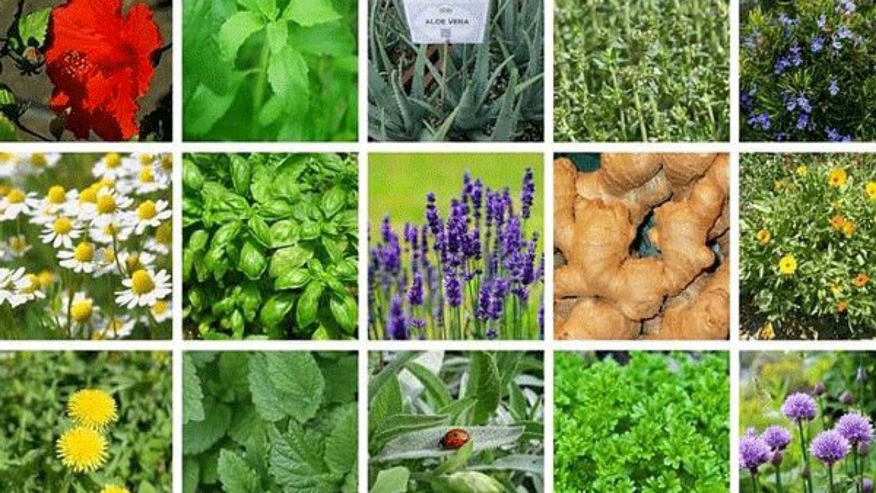 اصفهان پایتخت کشت گیاهان دارویی
