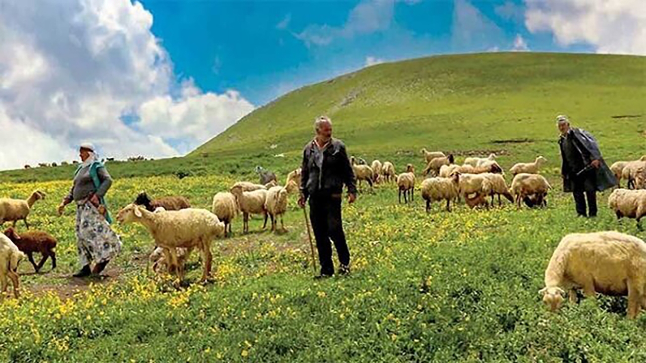 خرید تضمینی ۶ هزار و ۵۰۰ راس دام عشایر خراسان شمالی