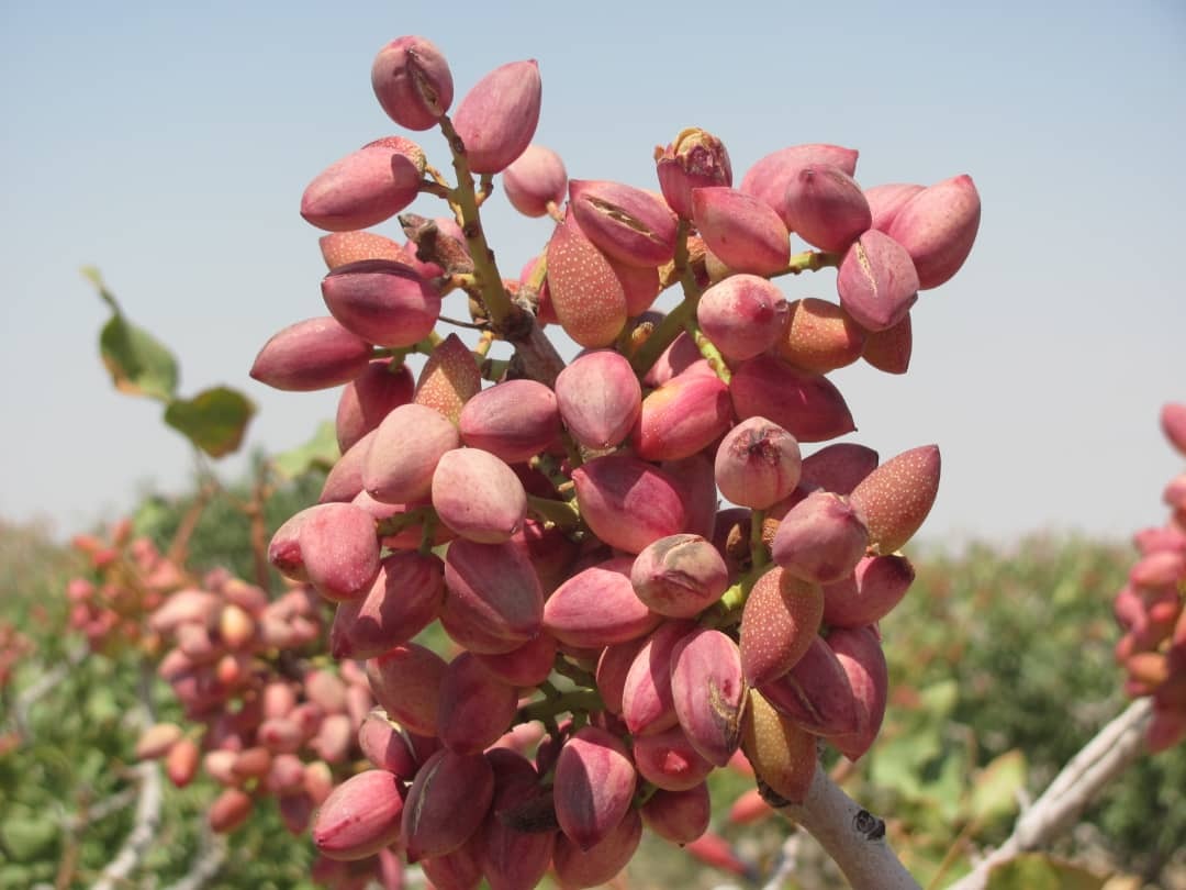 پسته نی‌ریز راهی بازار می‌شود