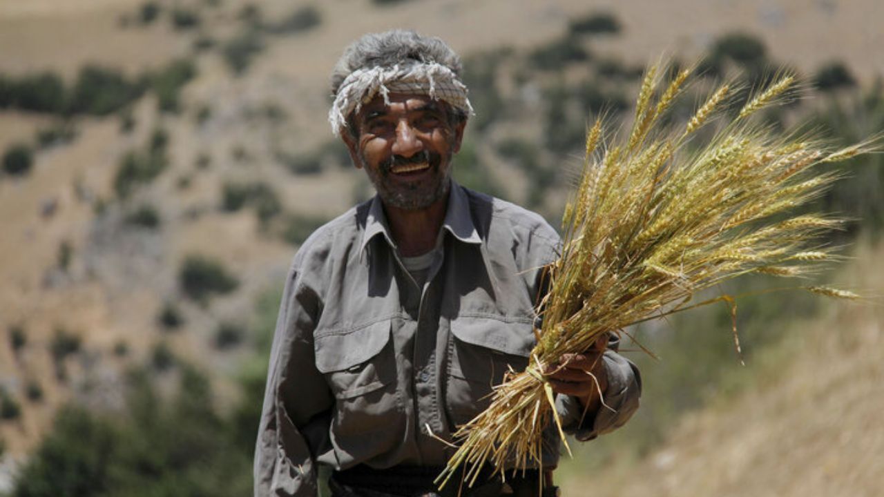 خرید گندم تاپایان شهریورماه ادامه دارد