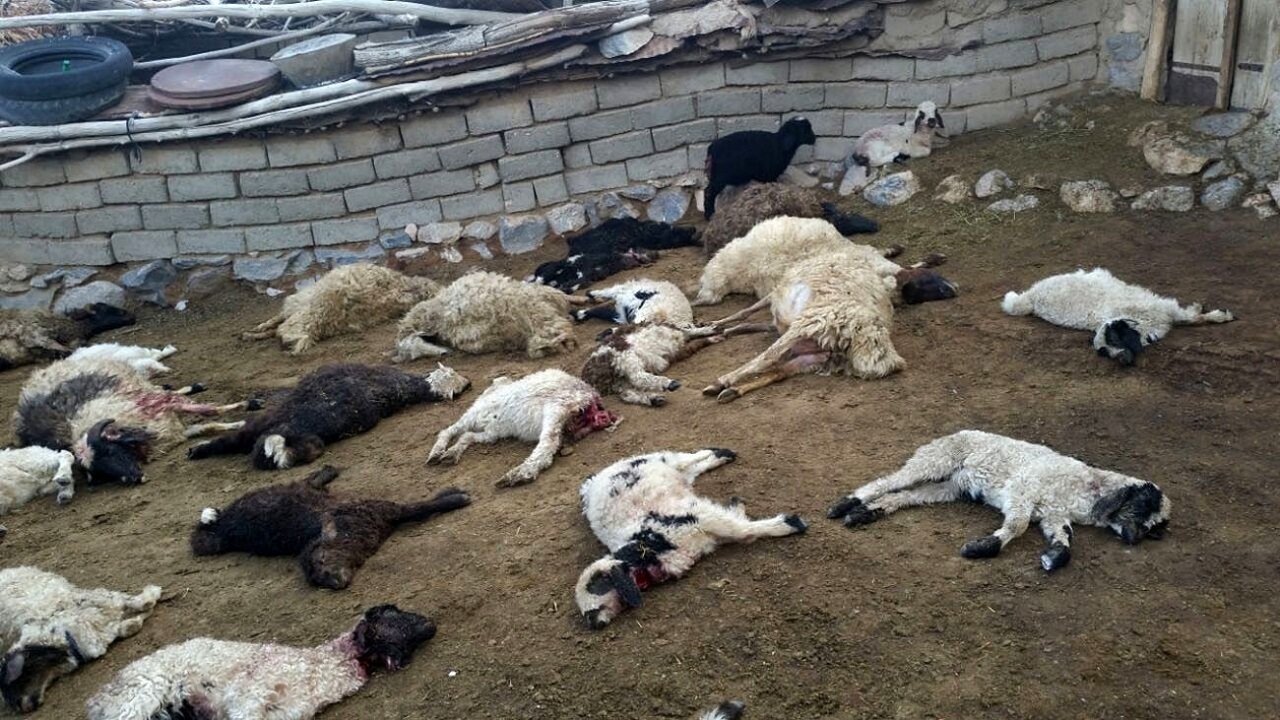 تلف شدن ۹ راس احشام بر اثر تصادف با خودروی سواری در ایوان