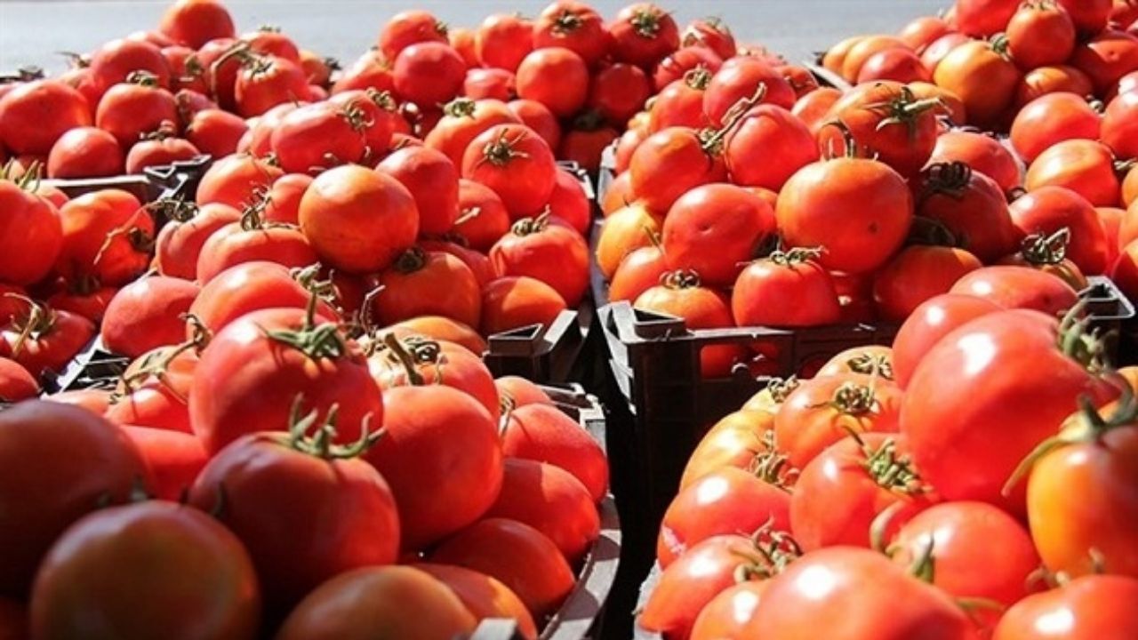 ۱۴۳ هزار تن گوجه فرنگی از مزارع شهرستان ارومیه برداشت می شود