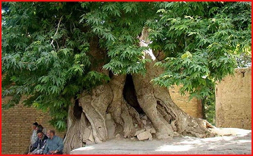از درختان چندصدساله تا فسیل آباد