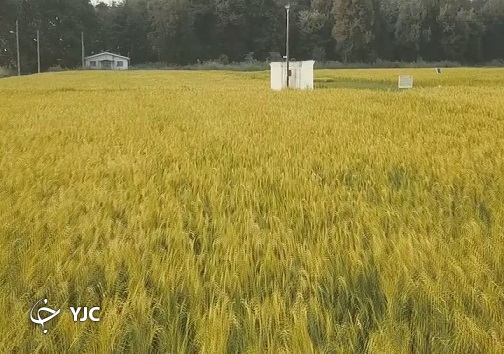 دورکاری به کشاورزان هم رسید