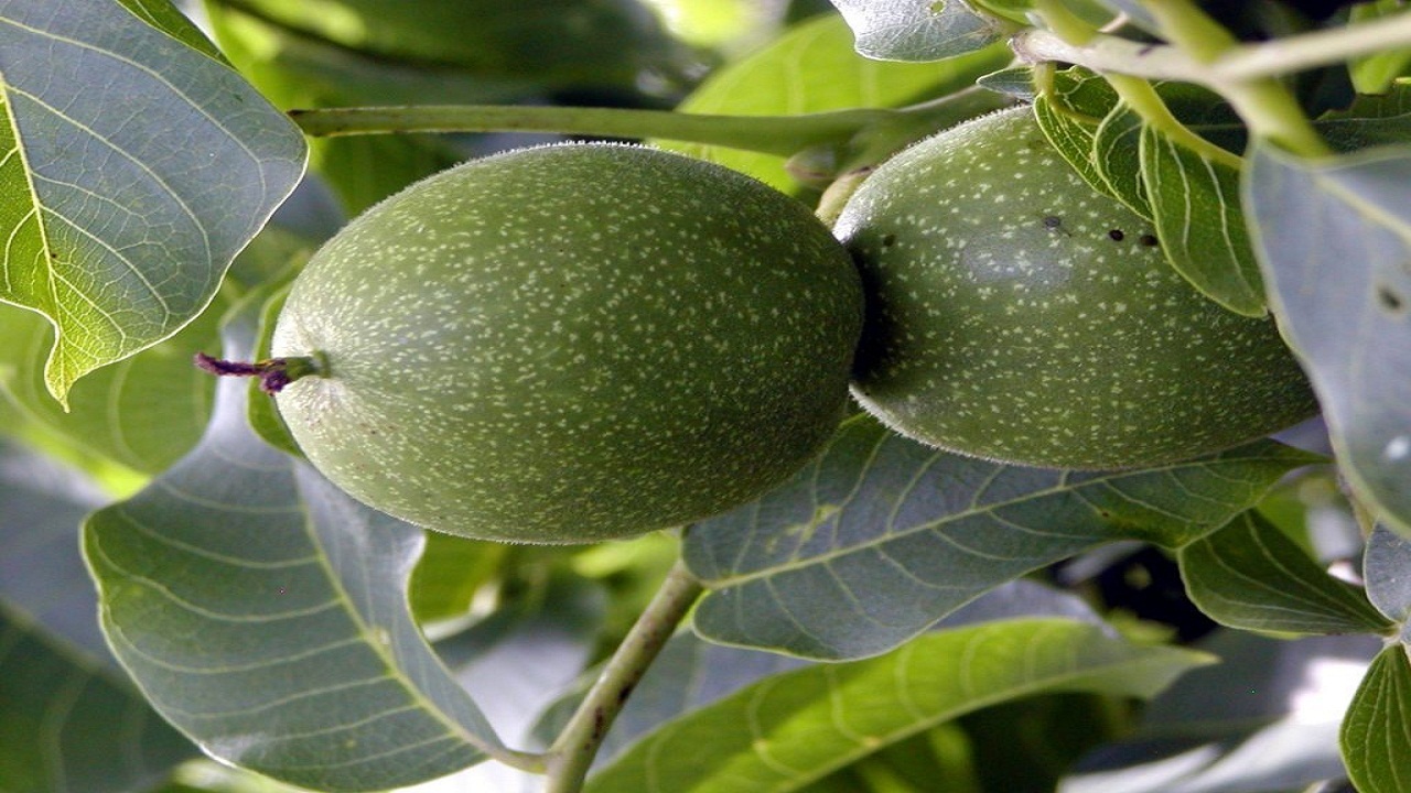 سارق گردو در حین سرقت دستگیر شد