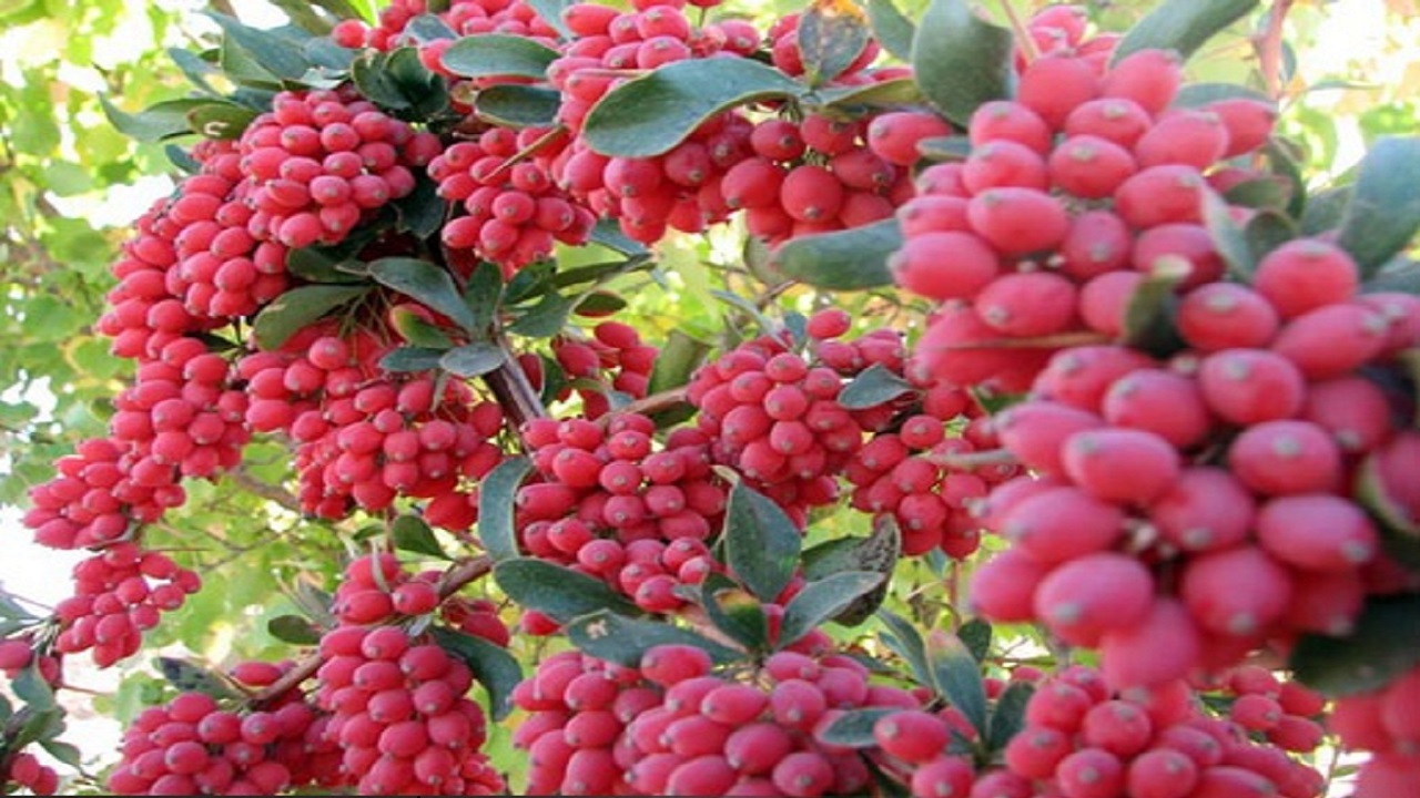 وقفی سرخ برای آبادی آخرت