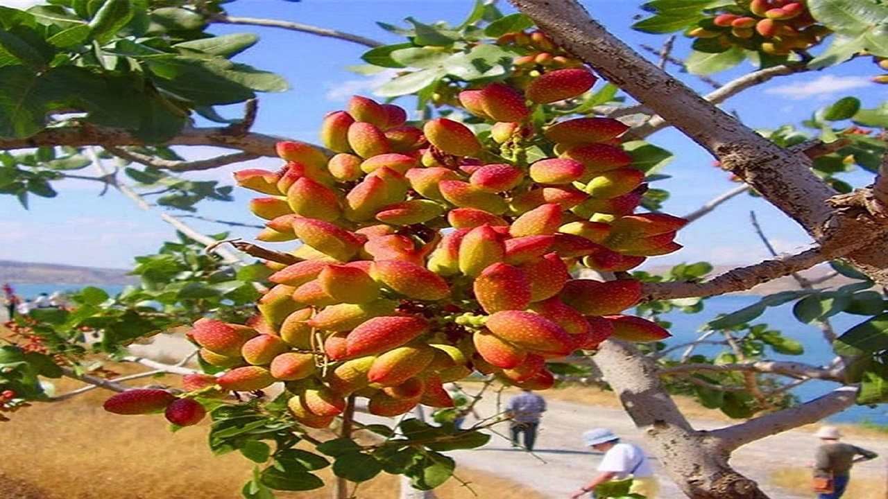 کشف و ضبط ۹ تُن پسته قاچاق در سرخس