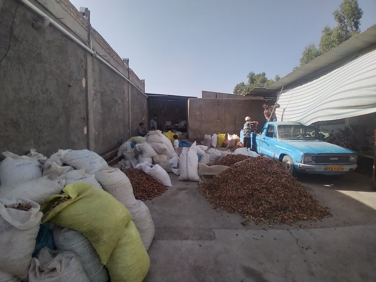 پیش بینی برداشت حدود ۱۰۰۰ تن پسته در راور پیش بینی برداشت حدود ۱۰۰۰ تن پسته در راور