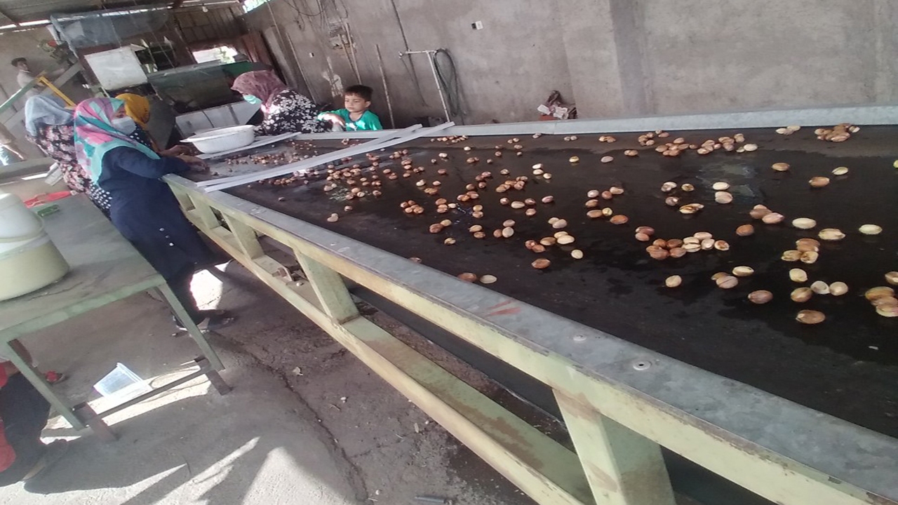 پیش بینی برداشت حدود ۱۰۰۰ تن پسته در راور پیش بینی برداشت حدود ۱۰۰۰ تن پسته در راور