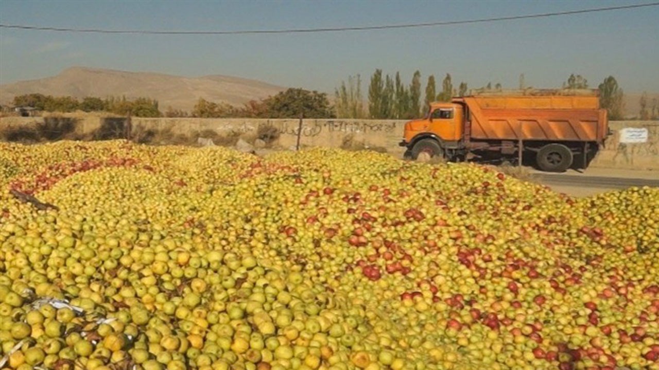 قیمت خرید توافقی سیب صنعتی ۱۵۰۰ تومان شد/ محصول باغداران استان آذربایجان غربی کنار جاده درحال پوسیدن