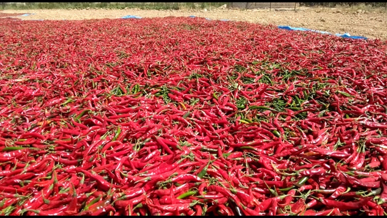 برداشت فلفل قرمز از باغ‌های روستای ظفرآباد + فیلم