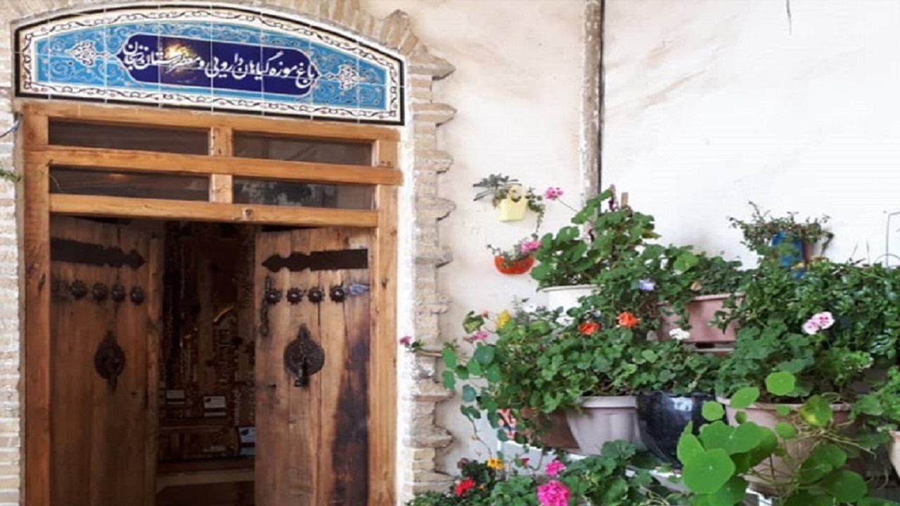 زنجان؛ منبع گیاهان دارویی مختلف/ طلایی که از خاک می روید