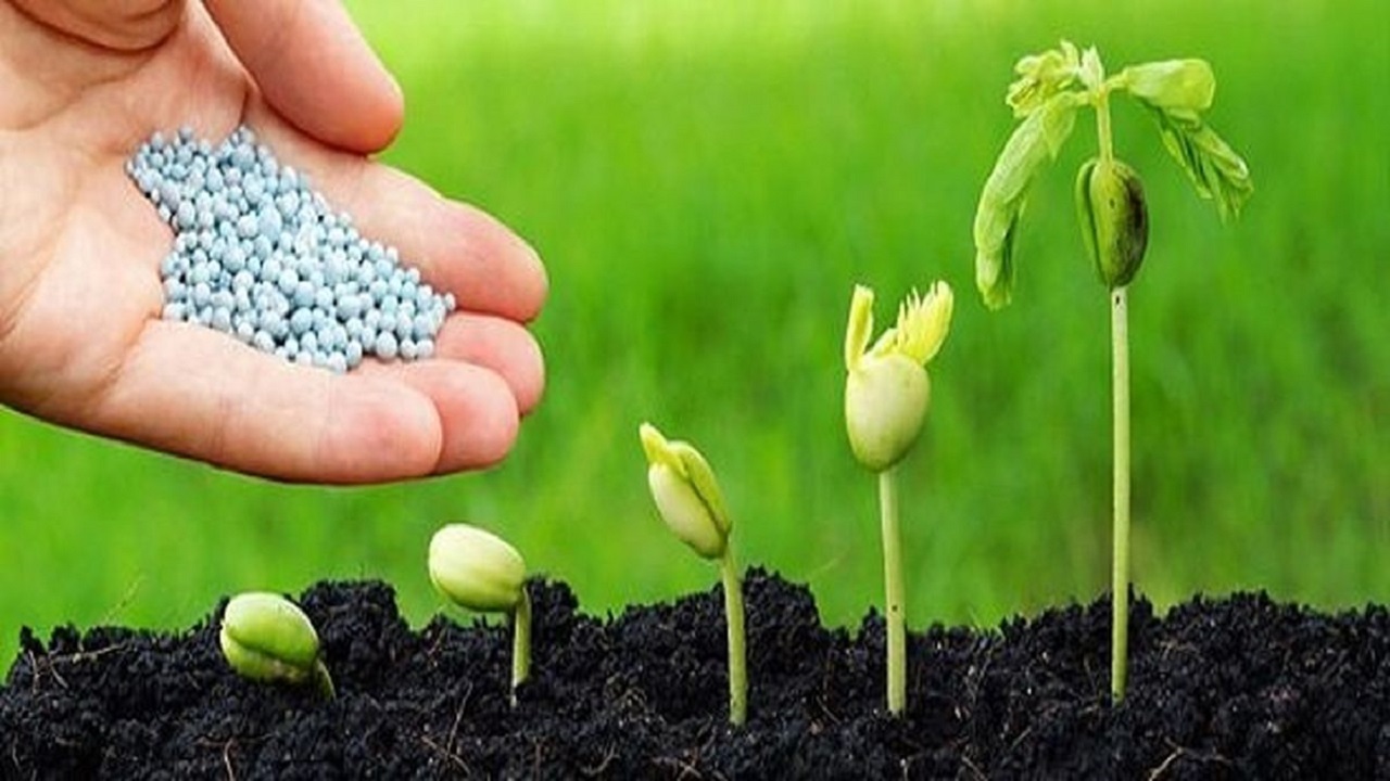 کیسه‌های کود به دست کشاورزان دزفول رسیدند