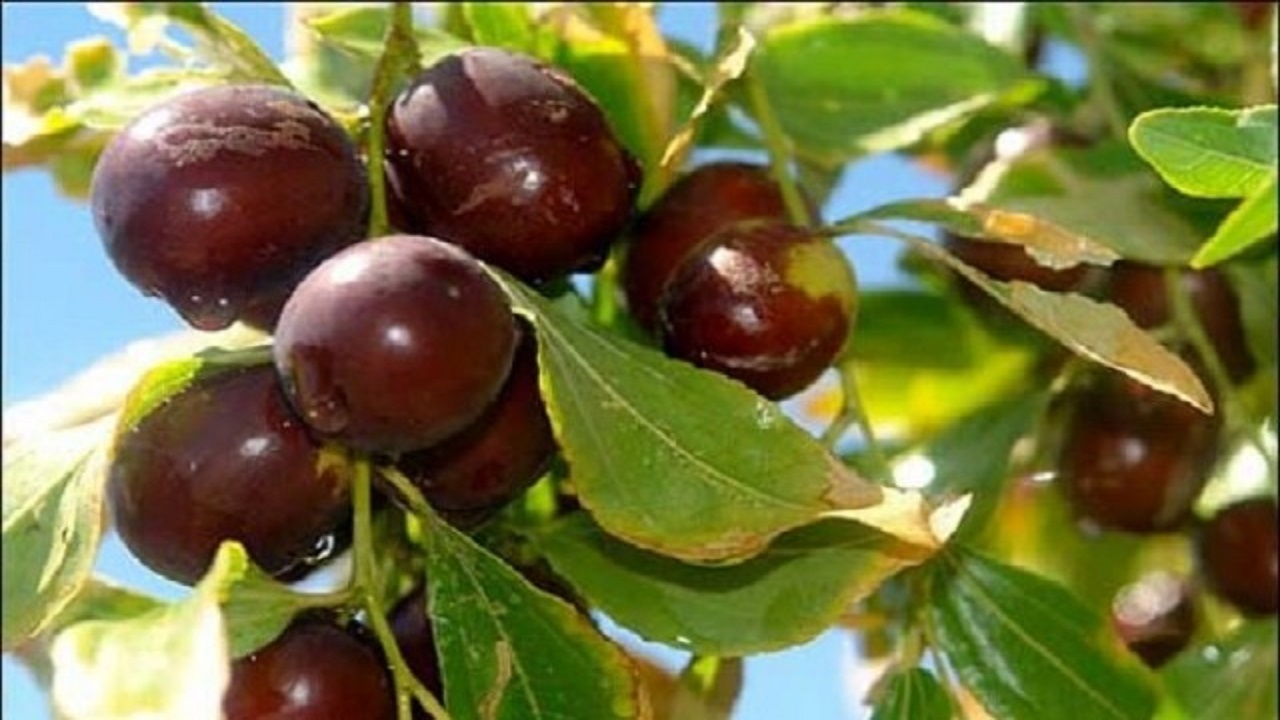 بازاریابی؛ مسیر گمشده در سوددهی عناب