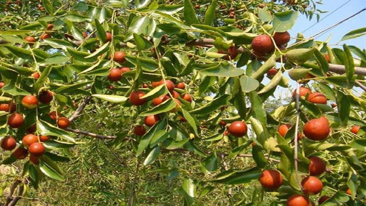حیات سبز نظرآباد/ نفس زندگی از اینجا تازه می‌شود