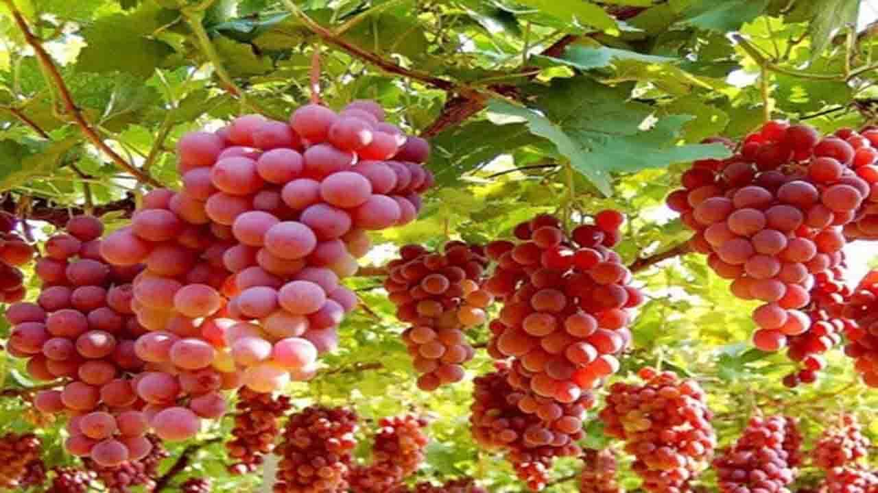 خراسان شمالی نیازمند وجود واحد‌های فرآوری انگور