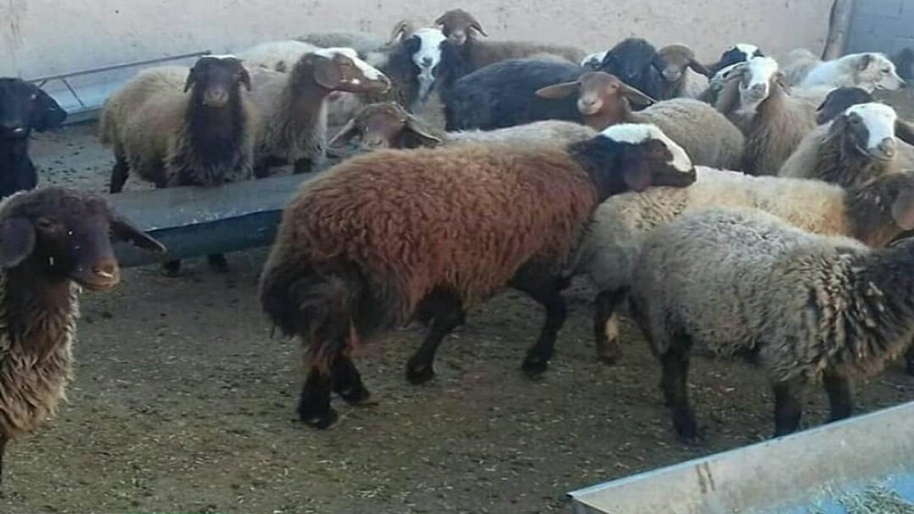 کشف دام فاقد مجوز بهداشتی در بهار