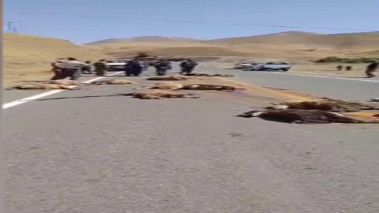 برخورد مینی بوس با گله گوسفندان در مریوان + فیلم