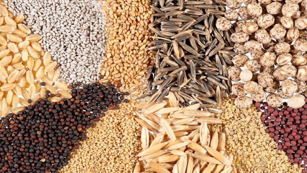 صادرات بذر برای اولین بار از کشور/ تدارک ۳۵۵ هزار تن بذر گندم برای سال زراعی جدید