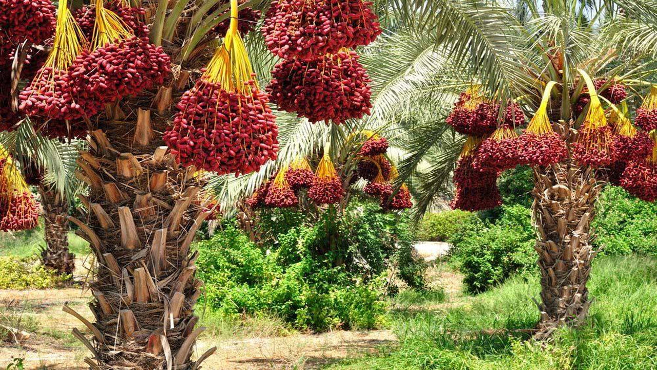 برداشت ۱۵۰ هزارتن خرما در کرمان