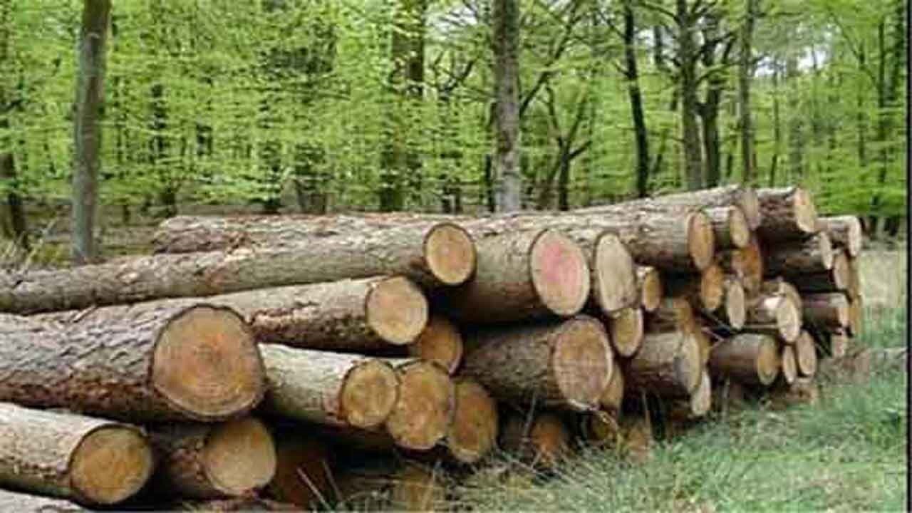 کشف و ضبط بیش از ۱۰ تن چوب قاچاق در مریوان