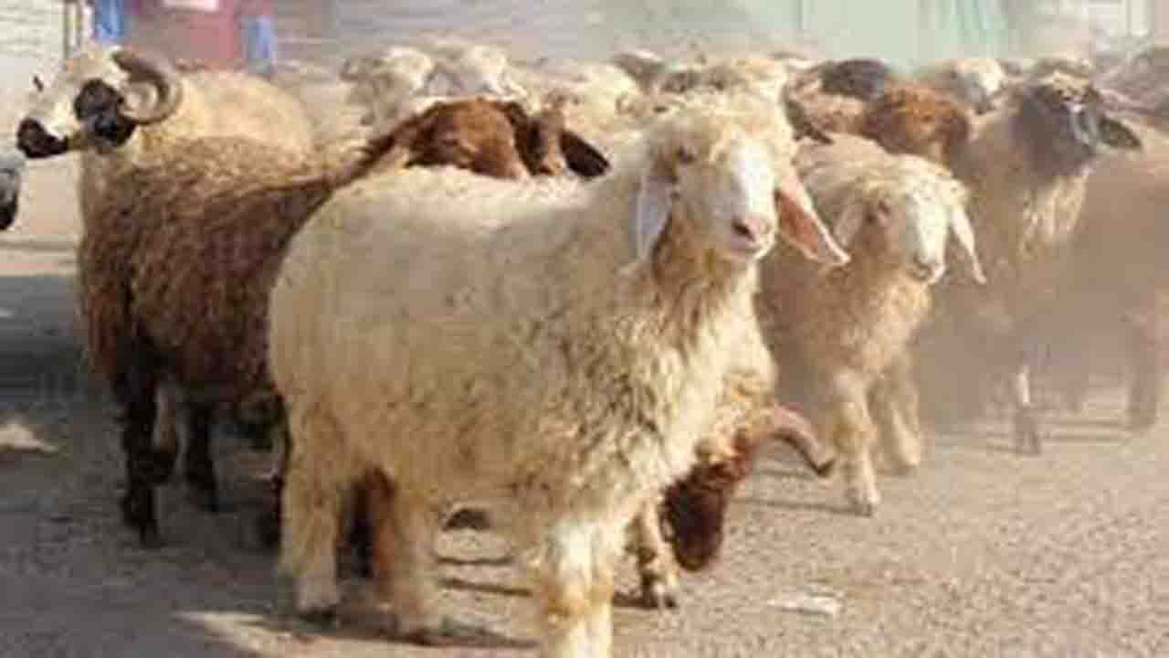 خشکسالی و گرانی نهاده‌های دامی سبب افزایش میزان کشتار دام در خراسان شمالی