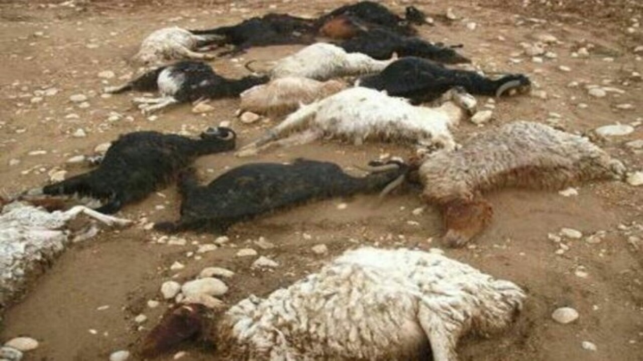 تلف شدن ۱۲ راس گوسفند در روستای فرطان کهنه