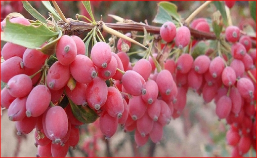 عجیب&zwnj;ترین خوراکی نصف جهان/ زائران اربعین از مرز شلمچه بازگردانده می&zwnj;شوند/ برنج از امروز وارد بورس شد