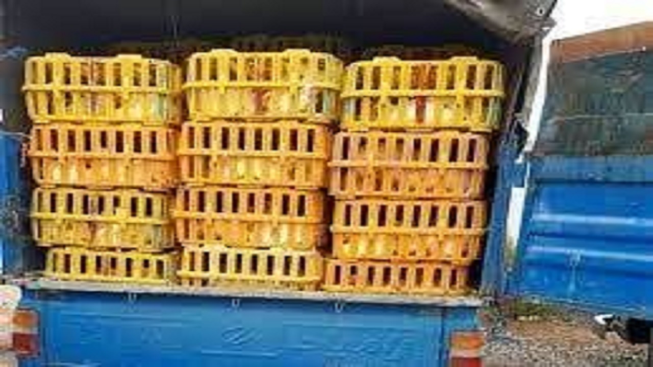 توقیف دو خودروی غیرمجاز حامل گوشت مرغ و دام زنده در نایین