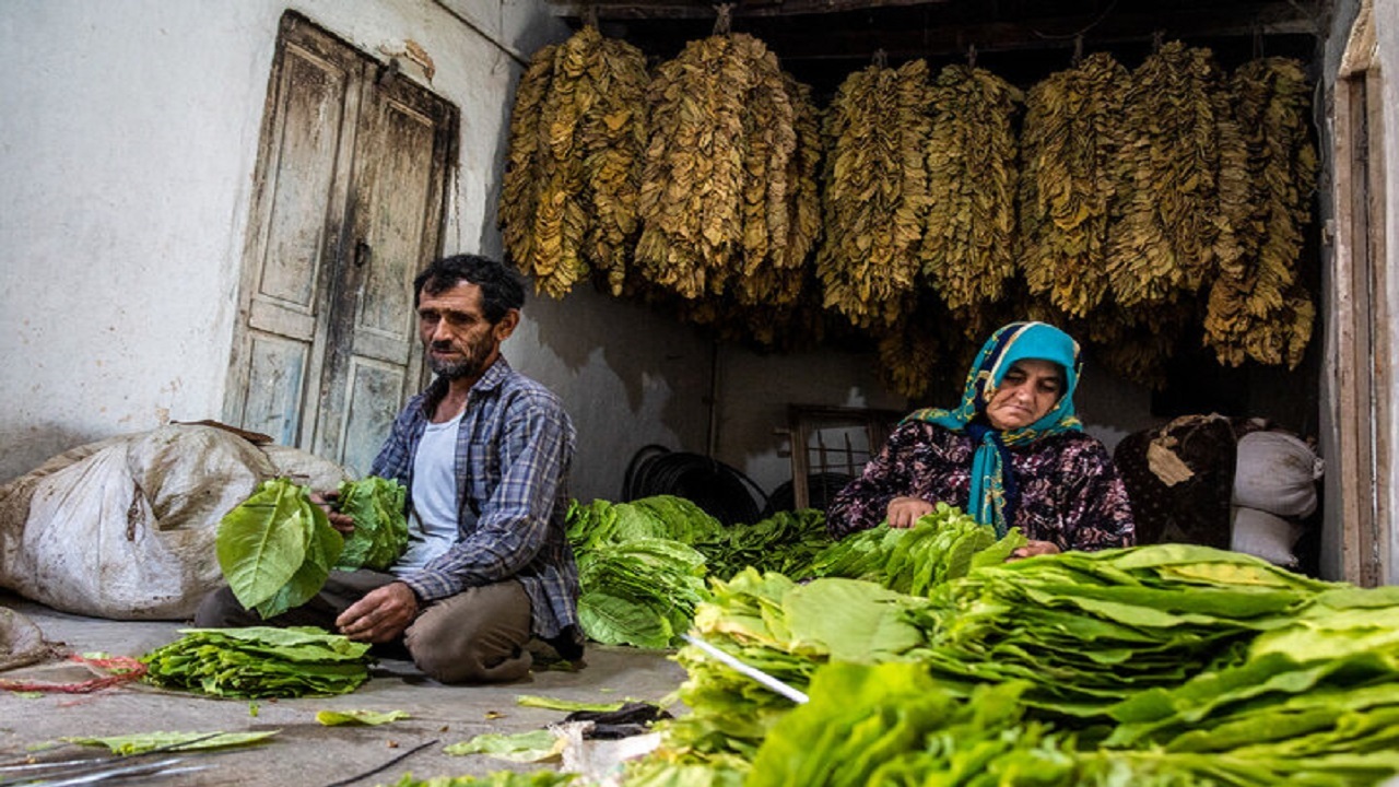 مشکلات توتون کاران گرگانی به زودی تعیین تکلیف می شود