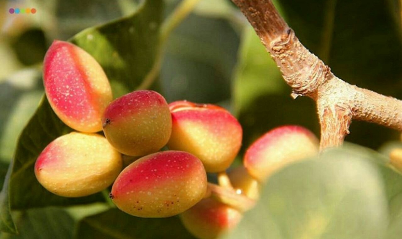صادرات پسته خراسان رضوی به نام و کام دیگران