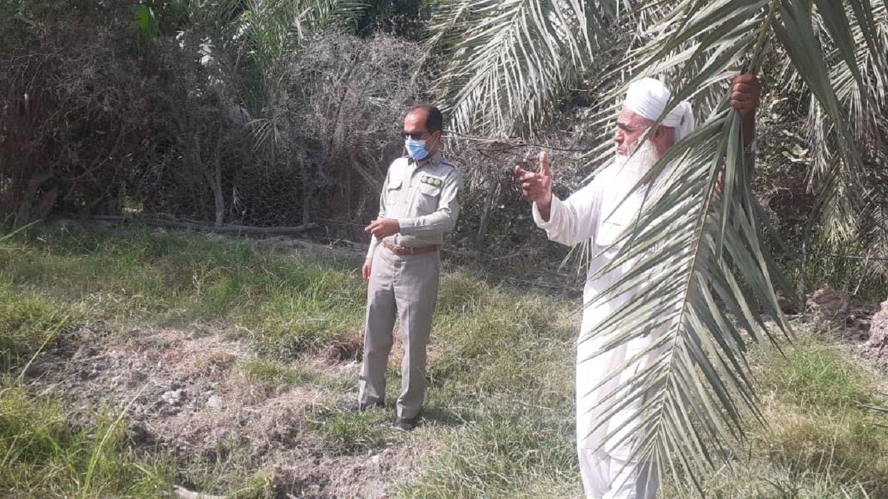 ردپای گرازها در خسارت شالیزارهای روستای زهک از توابع نیکشهر