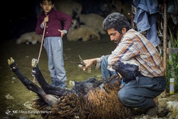 نشاء برنج در گرگان