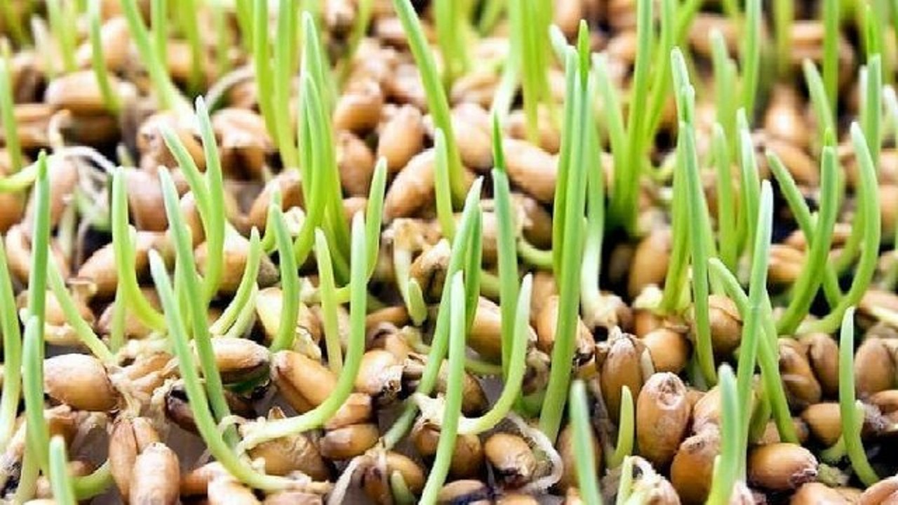 استفاده از بذر گواهی شده بهترین راه توجیه اقتصادی گندم
