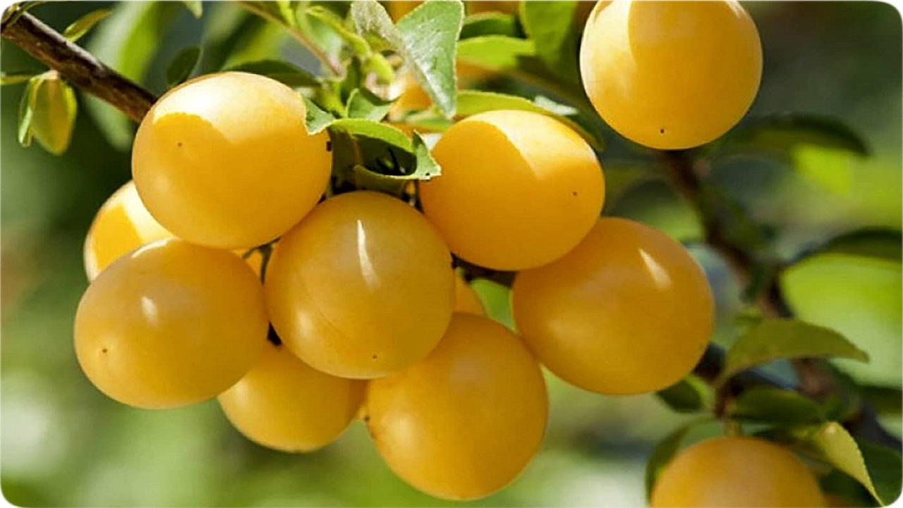 آغاز برداشت آلو در مروست