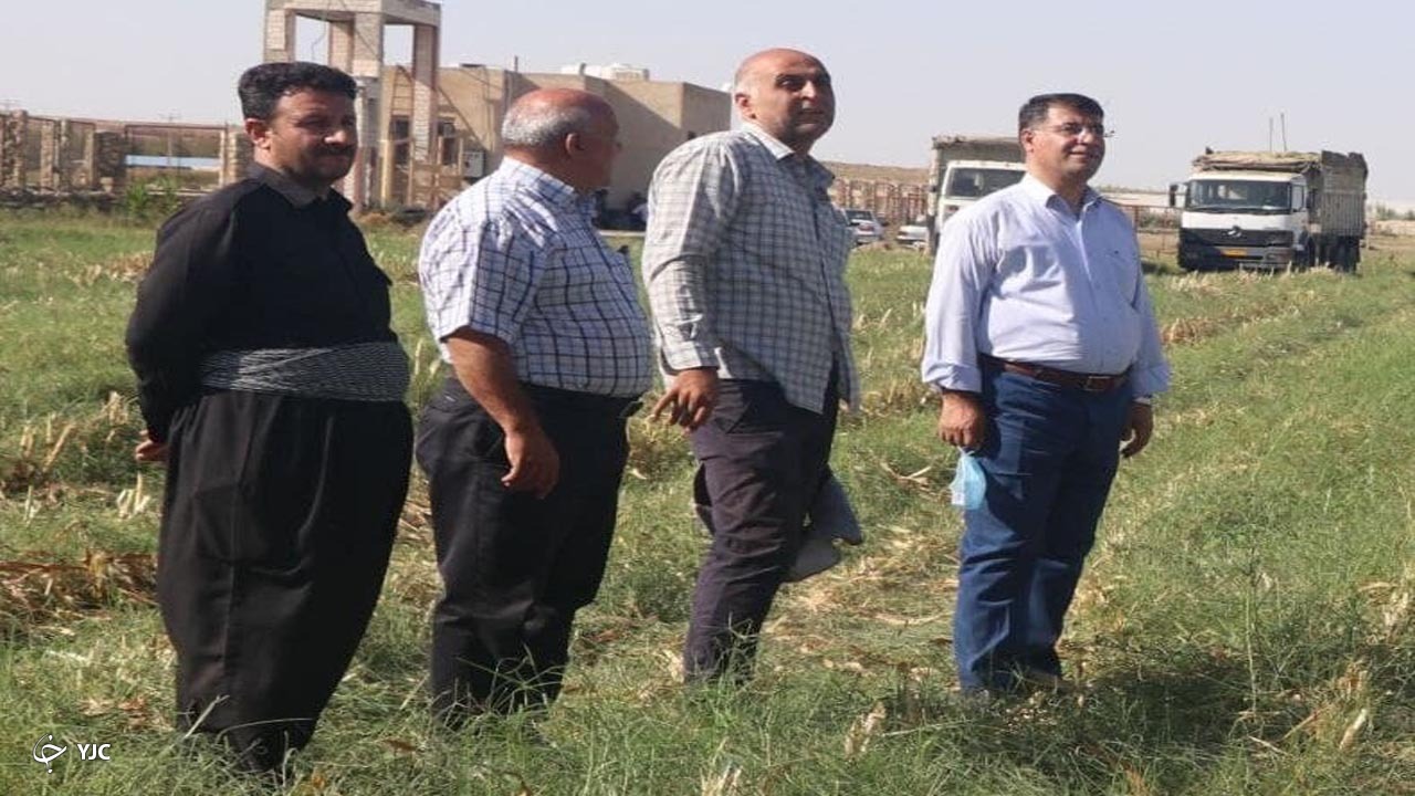کشت ذرت علوفه ای برای نخستین بار در روستای دریاس