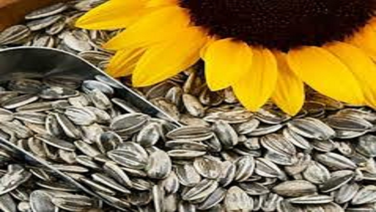 تخمه‌سنقری روانه بازارهای خارجی می‌شود