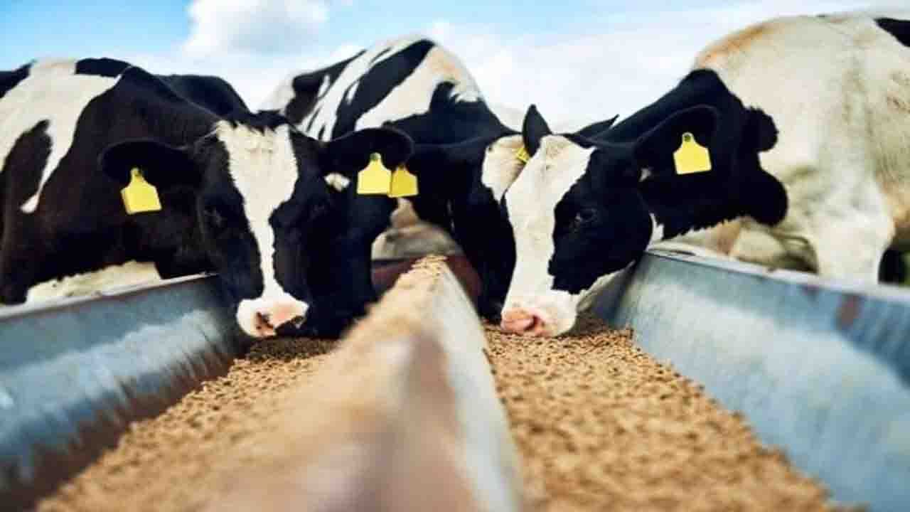 بیش از۸۳   هزار  تن نهاده‌های دامی در سامانه بازارگاه بین افراد حقیقی و حقوقی به ثبت رسید