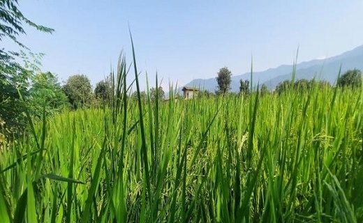 برداشت برنج در مزرعه خشکه کاری گلوگاه